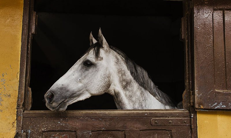 A grey Melbourne Cup horse’s head rests on the top of a stable door.