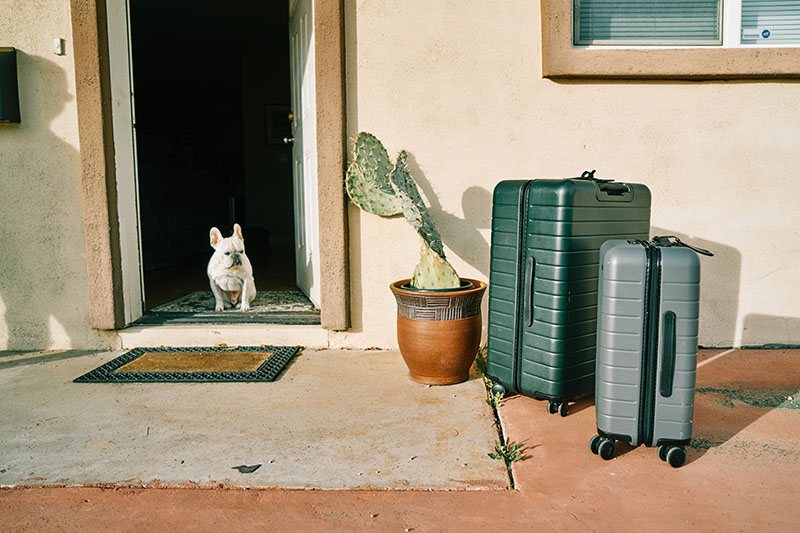 2 suitcases on a neat doorstep with a French bulldog and cactus nearby