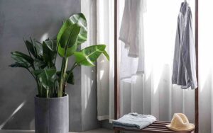 A minimalist scene with a pot plant and a sparsely used clothes rack, signifying Swedish Death Cleaning