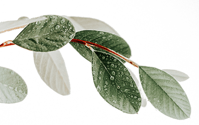 declutter melbourne - a simple leaf