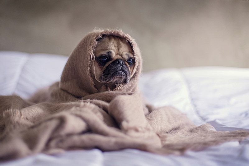 clutter is your enemy - a pug dog looks sad